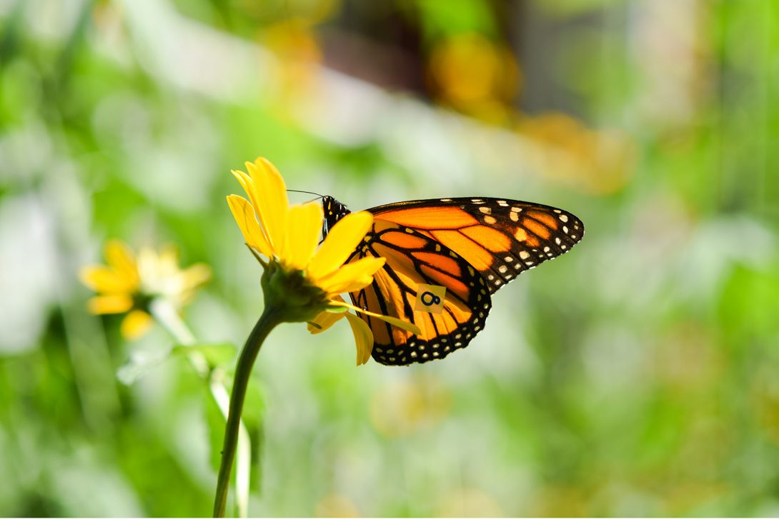 UIC leads largest nationwide effort to protect the monarch butterfly