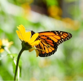 UIC leads largest nationwide effort to protect the monarch butterfly 