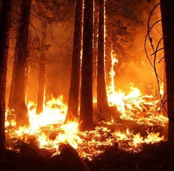 Professor Alexander Yarin uses plants to research fighting forest fires 