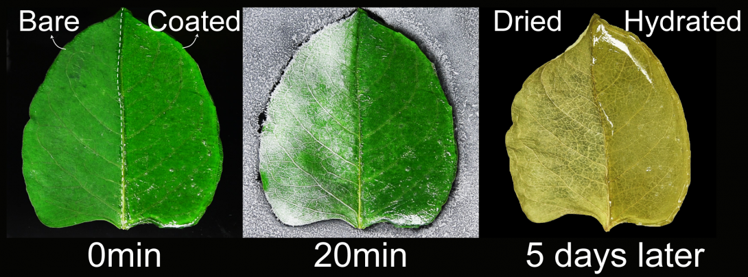 A longer-lasting alternative to conventional deicers on a leaf